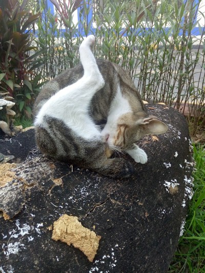有趣的猫