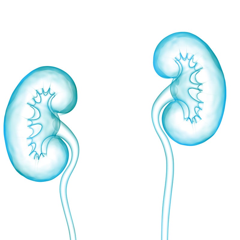 人体泌尿系统及肾脏解剖