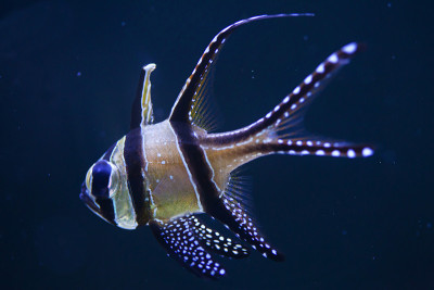 骄傲的鲤鱼(Pterapogon kauderni)。