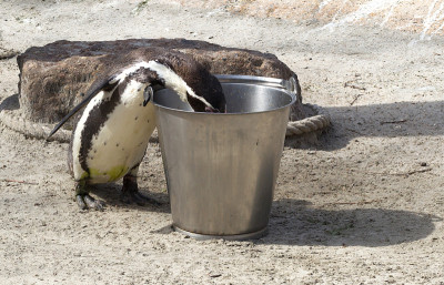 Pinguin正在被喂食