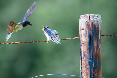 A mother swallow feeds her young with insects on t