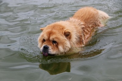 游泳吃狗