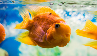 红鹦鹉慈鲷科在水中水族馆