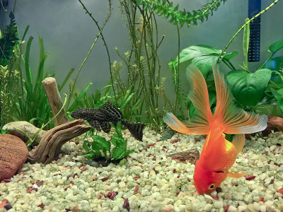 水族馆的居民