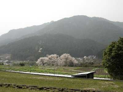 日本京都，2021年3月30日:樱花盛开的季节，坐落在京都北部山区的乡村小镇小原