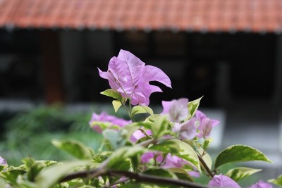 叶子花属