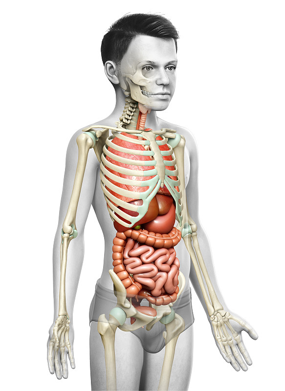 3d渲染医学精确的男孩内部器官和骨骼系统的插图