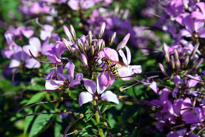 蜘蛛花小姐罗莎莉塔(克莱姆)