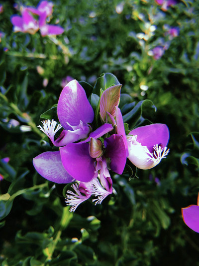 紫色的花