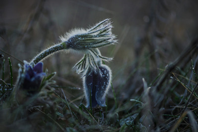 白头翁花