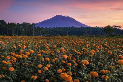 从gumitir花园拍摄，并观看阿贡山，Karangasem巴厘岛