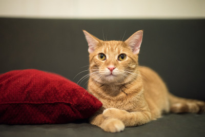 可爱的虎斑猫摆姿势在沙发上