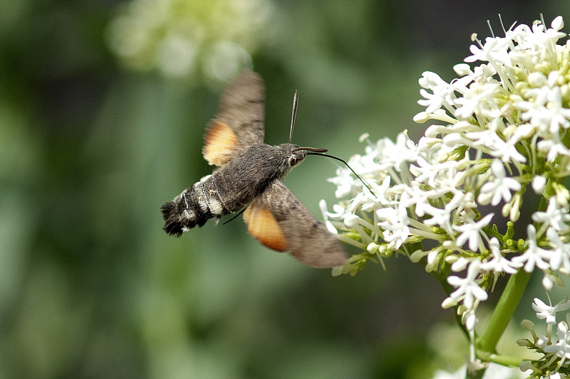 鸠尾;鲤鱼尾巴,Macroglossum;stellatarum