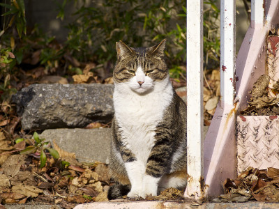 猫在daiba