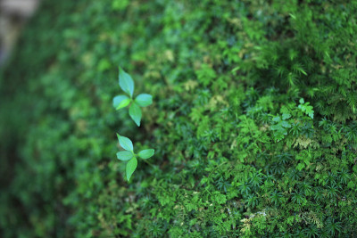 苔藓和发芽