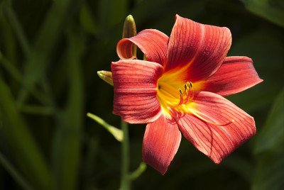 红百合的花
