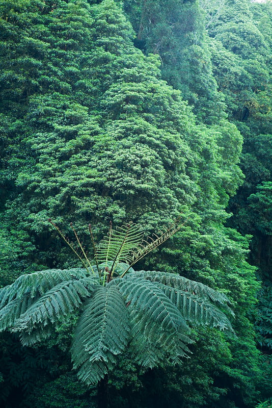 常绿巨古树