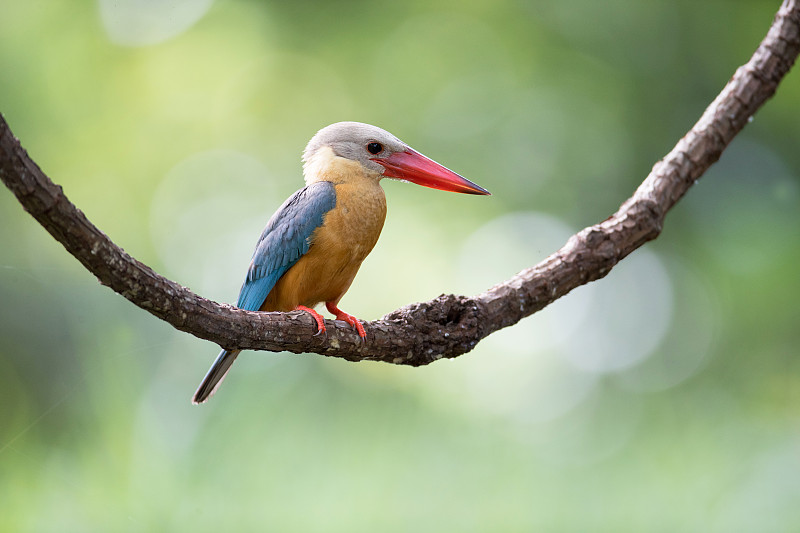 翠鸟:成年鹳嘴翠鸟(Pelargopsis capensis)