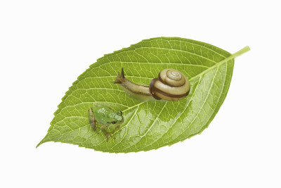 蜗牛和树蛙