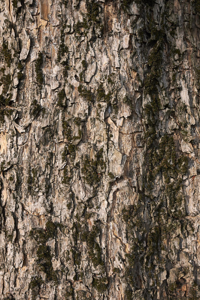 梓bignonioides