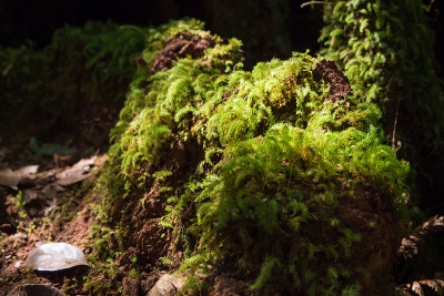 苔藓。