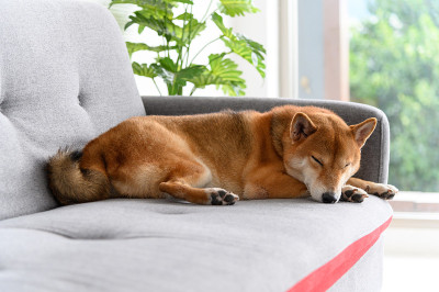 日本狗狗Shiba Inu睡在客厅的沙发上。宠物情人的概念。动物肖像与复制空间