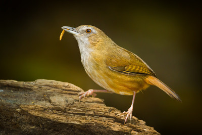 Malacocincla abbotti