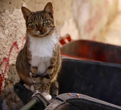 野猫