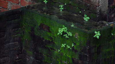 Beautiful lush green Wild weed with moss