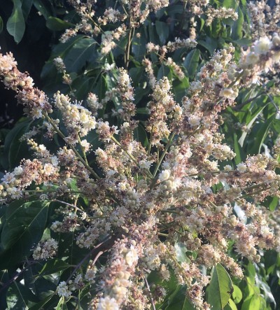 泰国的龙眼花
