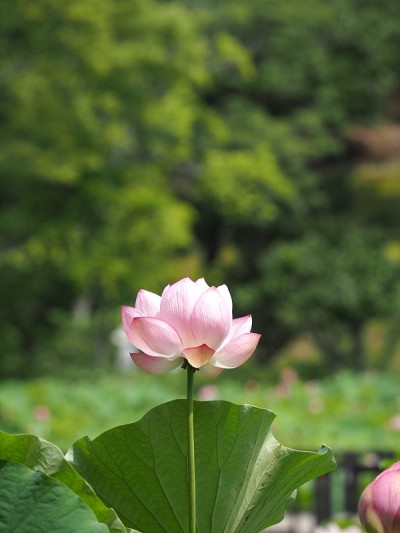 莲花