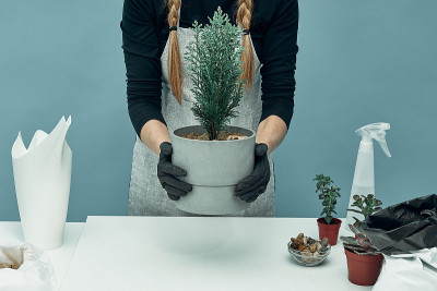 女孩在土壤和花盆里种植室内植物和花卉。植物护理和维护。的爱好。