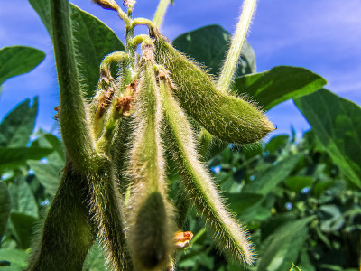 巴西田间开花的大豆植株