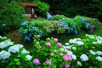 绣球花和水磨