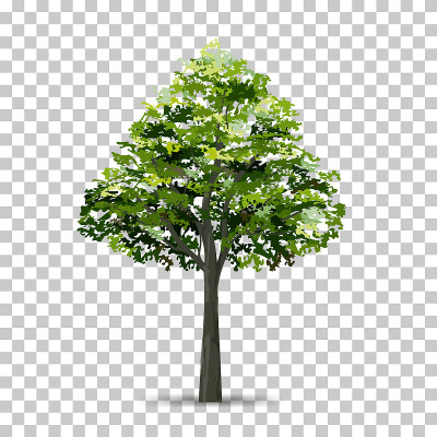树孤立在透明的背景与软阴影。用于景观设计。