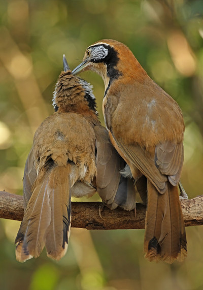 更大的民族Laughingthrush