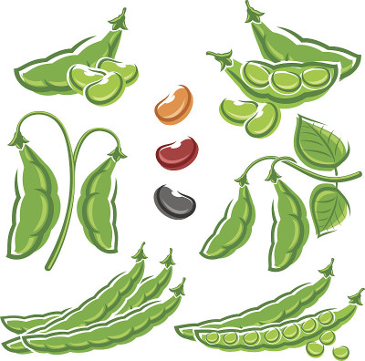 bean集合。向量