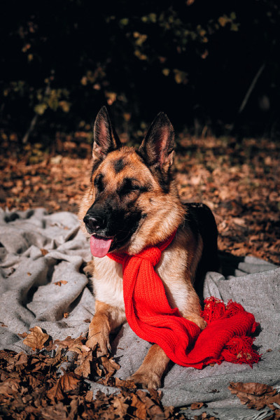一只戴着红领巾的德国牧羊犬躺在秋天黄色森林里的灰色毯子上，摆出各种姿势。迷人的好奇纯种狗在秋季拍摄照