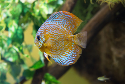水族馆鱼类铁饼