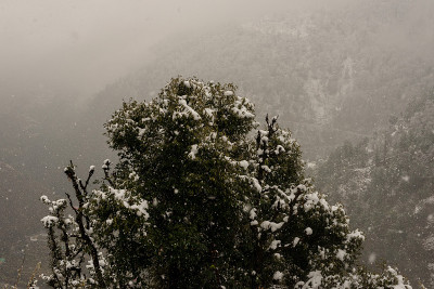 冬天的风景。树和干草植物在雪中。白雪覆盖的山脉在模糊的背景中。