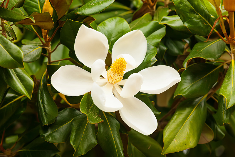 弹性无花果的花