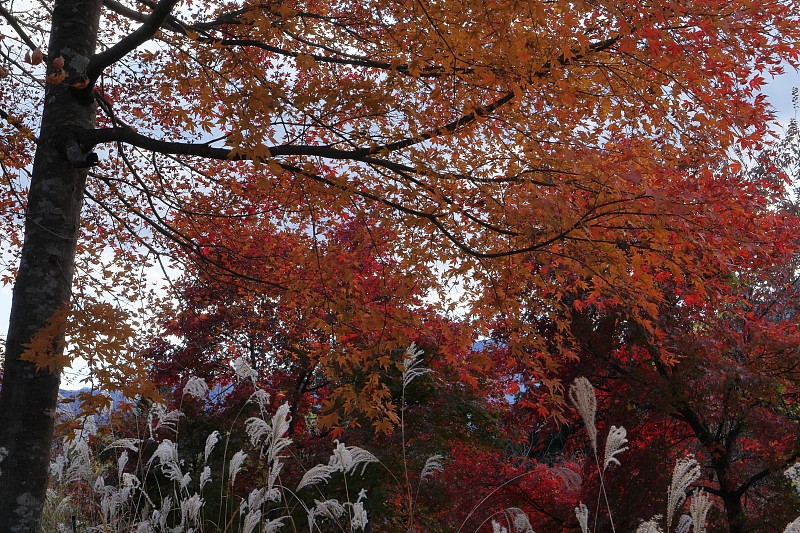 日本，秩父山顶风光