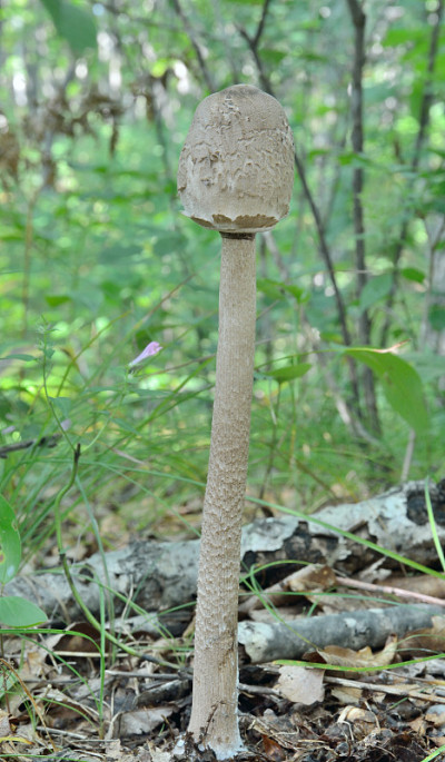 食用菌
