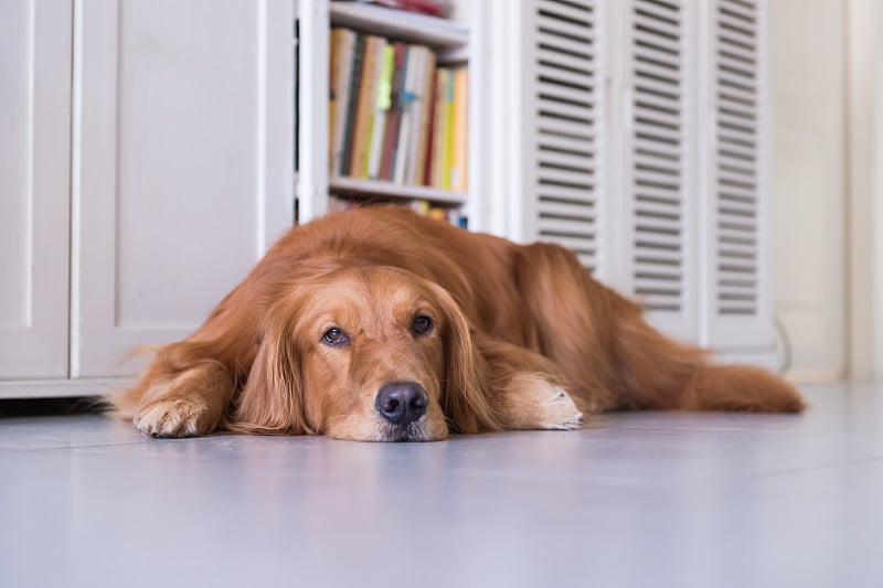 金毛猎犬躺在地上