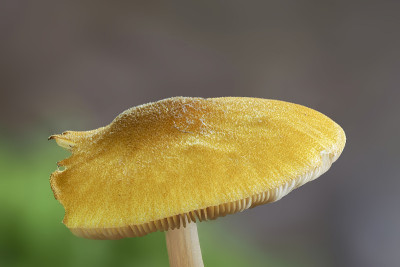 狮盾(Pluteus leoninus)是一种不能食用的蘑菇
