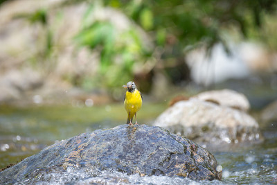 河里的一块岩石上有一条黄色的Wagtail