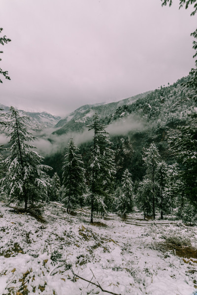 冬天，喜马拉雅山上的树被雪覆盖