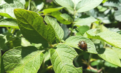 科罗拉多马铃薯甲虫坐在一片叶子上。农业作物的条纹害虫。夏天，植物，园艺，横幅。放置文本，复制空间