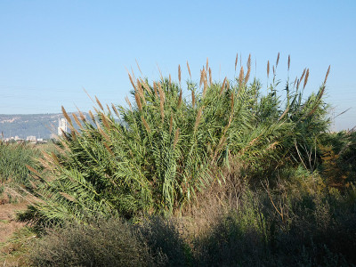 Llobregat河