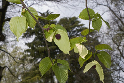 Davidia involucrata